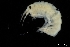  ( - ZMBN_136247)  @11 [ ] Creative Commons BY NC SA (2020) University of Bergen Natural History Collections