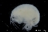  (Stenothoe valida - ZMBN_136252)  @11 [ ] Creative Commons BY NC SA (2020) University of Bergen Natural History Collections