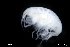  ( - ZMBN_136256)  @11 [ ] Creative Commons BY NC SA (2020) University of Bergen Natural History Collections