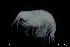  ( - ZMBN_136260)  @11 [ ] Creative Commons BY NC SA (2020) University of Bergen Natural History Collections