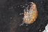  ( - ZMBN_136272)  @11 [ ] Creative Commons BY NC SA (2020) University of Bergen Natural History Collections