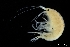  ( - ZMBN_136272)  @11 [ ] Creative Commons BY NC SA (2020) University of Bergen Natural History Collections