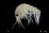  ( - ZMBN_136274)  @11 [ ] Creative Commons BY NC SA (2020) University of Bergen Natural History Collections