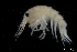  ( - ZMBN_136275)  @11 [ ] Creative Commons BY NC SA (2020) University of Bergen Natural History Collections