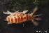 ( - ZMBN_136293)  @11 [ ] Creative Commons BY NC SA (2020) University of Bergen Natural History Collections