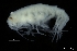  (Stenopleustes nodifera - ZMBN_136309)  @11 [ ] Creative Commons BY NC SA (2020) University of Bergen Natural History Collections