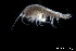  ( - ZMBN_136330)  @11 [ ] Creative Commons BY NC SA (2020) University of Bergen Natural History Collections