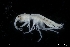  ( - ZMBN_136340)  @11 [ ] Creative Commons BY NC SA (2020) University of Bergen Natural History Collections