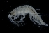  ( - ZMBN_136347)  @11 [ ] Creative Commons BY NC SA (2020) University of Bergen Natural History Collections