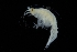  ( - ZMBN_136356)  @11 [ ] Creative Commons BY NC SA (2020) University of Bergen Natural History Collections