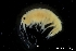  ( - ZMBN_136377)  @11 [ ] Creative Commons BY NC SA (2020) University of Bergen Natural History Collections