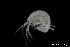  ( - ZMBN_136382)  @11 [ ] Creative Commons BY NC SA (2020) University of Bergen Natural History Collections