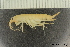  ( - ZMBN_136413)  @11 [ ] Creative Commons BY NC SA (2020) University of Bergen Natural History Collections