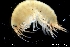  ( - ZMBN_136425)  @11 [ ] Creative Commons BY NC SA (2020) University of Bergen Natural History Collections
