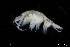  ( - ZMBN_136432)  @11 [ ] Creative Commons BY NC SA (2020) University of Bergen Natural History Collections