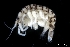  ( - ZMBN_136433)  @11 [ ] Creative Commons BY NC SA (2020) University of Bergen Natural History Collections