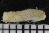 ( - ZMBN_136470)  @11 [ ] Creative Commons BY NC SA (2020) University of Bergen Natural History Collections