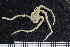  ( - ZMBN_136484)  @11 [ ] Creative Commons BY NC SA (2020) University of Bergen Natural History Collections