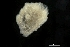  ( - ZMBN_136491)  @11 [ ] Creative Commons BY NC SA (2020) University of Bergen Natural History Collections