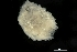  ( - ZMBN_136491)  @11 [ ] Creative Commons BY NC SA (2020) University of Bergen Natural History Collections