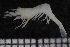  ( - ZMBN_136556)  @11 [ ] Creative Commons BY NC SA (2020) University of Bergen Natural History Collections