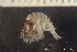  ( - ZMBN_136588)  @11 [ ] Creative Commons BY NC SA (2020) University of Bergen Natural History Collections