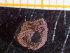  ( - ZMBN_136772)  @11 [ ] Creative Commons BY NC SA (2020) University of Bergen Natural History Collections