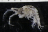  ( - ZMBN_136802)  @11 [ ] Creative Commons BY NC SA (2022) University of Bergen Natural History Collections
