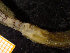  (Bispira volutacornis - ZMBN_136815)  @11 [ ] Creative Commons BY NC SA (2020) University of Bergen Natural History Collections