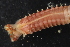  (Acromegalomma - ZMBN_136841)  @11 [ ] Creative Commons BY NC SA (2020) University of Bergen Natural History Collections