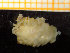  ( - ZMBN_136844)  @11 [ ] Creative Commons BY NC SA (2020) University of Bergen Natural History Collections