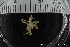  ( - ZMBN_136870)  @11 [ ] Creative Commons BY NC SA (2020) University of Bergen Natural History Collections