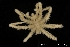  ( - ZMBN_136871)  @11 [ ] Creative Commons BY NC SA (2020) University of Bergen Natural History Collections