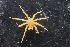  ( - ZMBN_136871)  @11 [ ] Creative Commons BY NC SA (2020) University of Bergen Natural History Collections