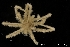  ( - ZMBN_136871)  @11 [ ] Creative Commons BY NC SA (2020) University of Bergen Natural History Collections