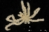  ( - ZMBN_136879)  @11 [ ] Creative Commons BY NC SA (2020) University of Bergen Natural History Collections