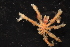  ( - ZMBN_136879)  @11 [ ] Creative Commons BY NC SA (2020) University of Bergen Natural History Collections