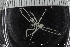  ( - ZMBN_136881)  @11 [ ] Creative Commons BY NC SA (2020) University of Bergen Natural History Collections