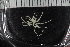  ( - ZMBN_136882)  @11 [ ] Creative Commons BY NC SA (2020) University of Bergen Natural History Collections