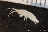  ( - ZMBN_136903)  @11 [ ] Creative Commons BY NC SA (2020) University of Bergen Natural History Collections