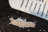  ( - ZMBN_136911)  @11 [ ] Creative Commons BY NC SA (2022) University of Bergen Natural History Collections