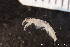  ( - ZMBN_136912)  @11 [ ] Creative Commons BY NC SA (2020) University of Bergen Natural History Collections