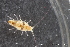 ( - ZMBN_136949)  @11 [ ] Creative Commons BY NC SA (2022) University of Bergen Natural History Collections