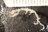  ( - ZMBN_136954)  @11 [ ] Creative Commons BY NC SA (2020) University of Bergen Natural History Collections