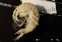  ( - ZMBN_136955)  @11 [ ] Creative Commons BY NC SA (2020) University of Bergen Natural History Collections