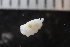  ( - ZMBN_136973)  @11 [ ] Creative Commons BY NC SA (2020) University of Bergen Natural History Collections