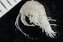  ( - ZMBN_136990)  @11 [ ] Creative Commons BY NC SA (2022) University of Bergen Natural History Collections