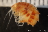  ( - ZMBN_137026)  @11 [ ] Creative Commons BY NC SA (2020) University of Bergen Natural History Collections