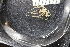  ( - ZMBN_137803)  @11 [ ] Creative Commons BY NC SA (2020) University of Bergen Natural History Collections