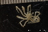  ( - ZMBN_137816)  @11 [ ] Creative Commons BY NC SA (2020) University of Bergen Natural History Collections